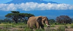 kenya